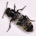 Hairy Rove Beetle - Photo (c) Paolo Mazzei, some rights reserved (CC BY-NC), uploaded by Paolo Mazzei