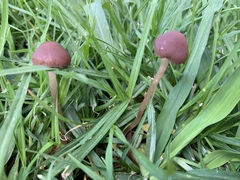 Panaeolus foenisecii