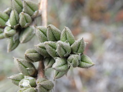 Hechtia glomerata