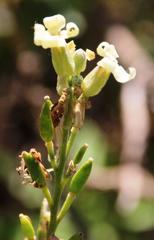 Mathewsia foliosa