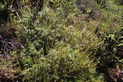 Mathewsia foliosa