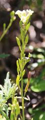Mathewsia foliosa