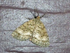 Pseudocoremia indistincta