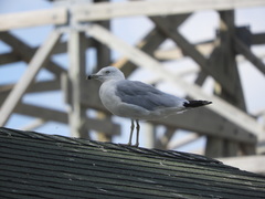 Larus delawarensis