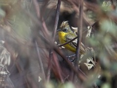 Pseudocolopteryx sclateri