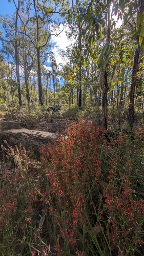 Image of Daviesia decurrens by (c) Jay-Jay Werny, some rights reserved (CC BY)