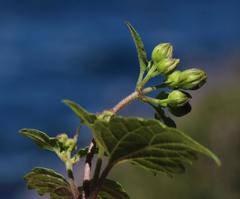 Ageratina glechonophylla