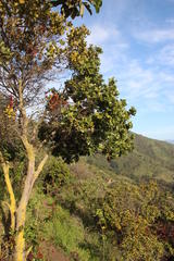 Cryptocarya alba