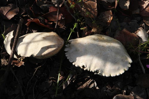 Platyxanthus orbignyi