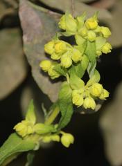 Calceolaria morisii