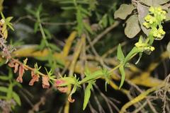 Calceolaria morisii