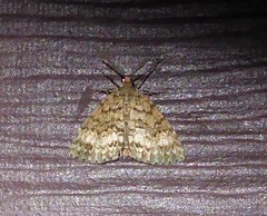 Pseudocoremia indistincta