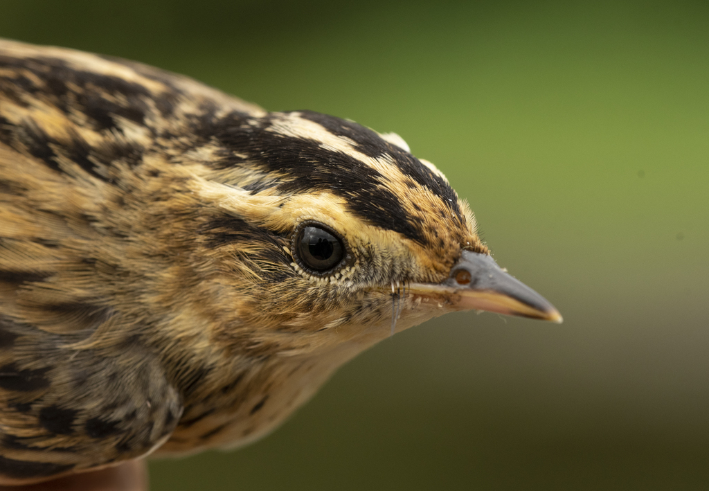 Aquatic Warbler