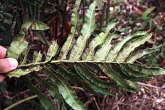 Blechnum chilense