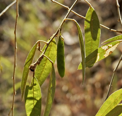 Lamprolobium fruticosum observed 2023-08-15