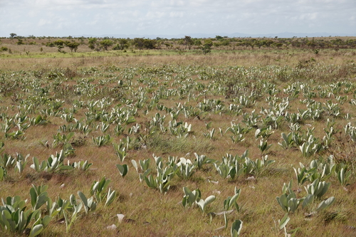Byrsonima verbascifolia photographed in Guyana