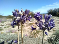 Triteleiopsis palmeri