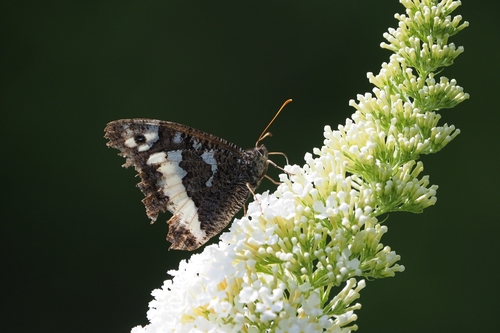 Brintesia circe