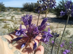 Triteleiopsis palmeri