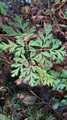 Dicentra formosa formosa