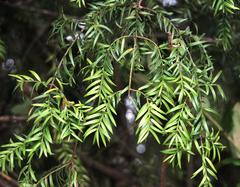 Saxegothaea conspicua