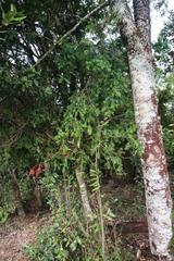 Saxegothaea conspicua