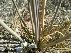 Triteleiopsis palmeri