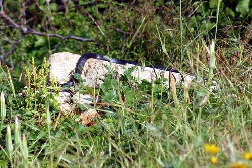 Dolichophis jugularis