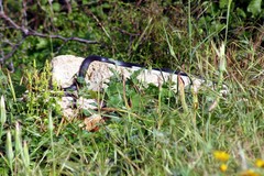 Dolichophis jugularis