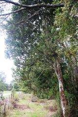 Eucryphia cordifolia