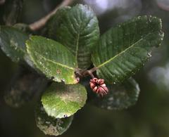 Eucryphia cordifolia