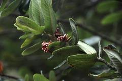 Eucryphia cordifolia