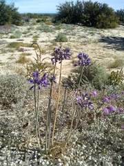 Triteleiopsis palmeri