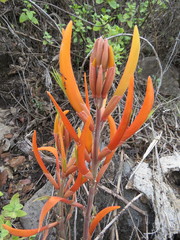 Erythrina leptorhiza