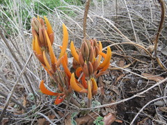 Erythrina leptorhiza