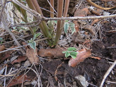 Erythrina leptorhiza