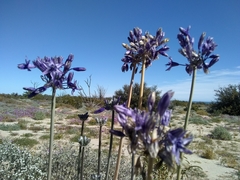 Triteleiopsis palmeri