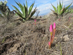 Zephyranthes brevipes