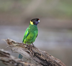 Australian Ringneck photo 1