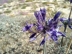 Triteleiopsis palmeri