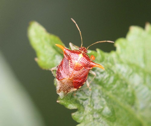 Elasmucha yunnana · iNaturalist Ecuador