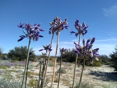 Triteleiopsis palmeri