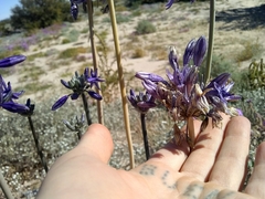 Triteleiopsis palmeri