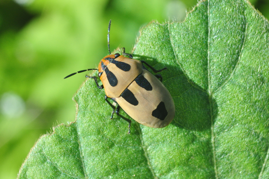 Agonosoma flavolineatum