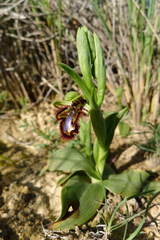 Ophrys speculum