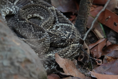 Crotalus durissus trigonicus