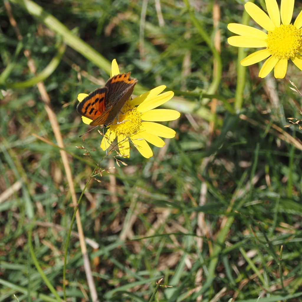 Small Copper from Wanstead Flats, London, England, GB on August 15
