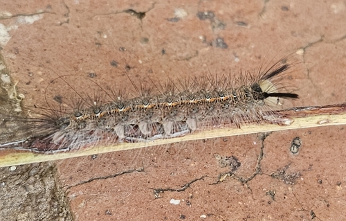 Lederhosen Moth