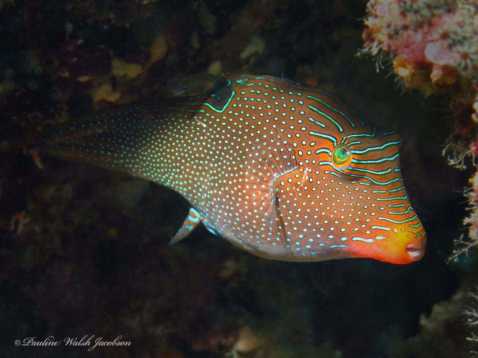 False-eyed Pufferfish