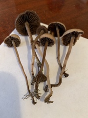 Panaeolus foenisecii